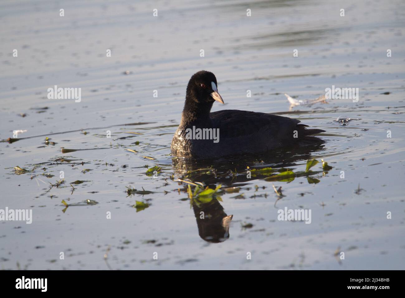Eurasian coot  (Fulica atra) a single coot searching for food on the dark blue water and duck weed with a clear reflection Stock Photo