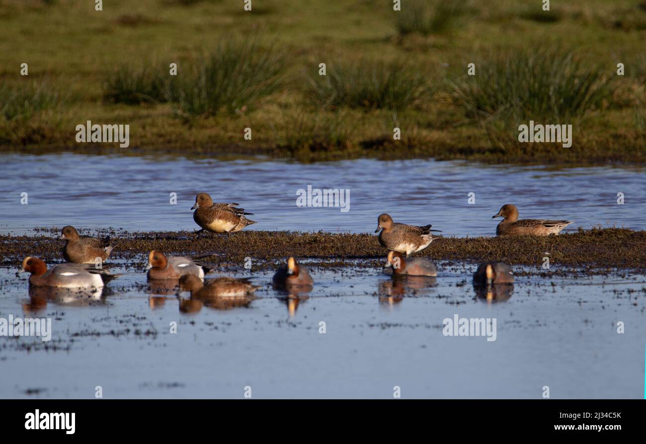 male red headed ducks  in a pond with marsh grass in the background Stock Photo