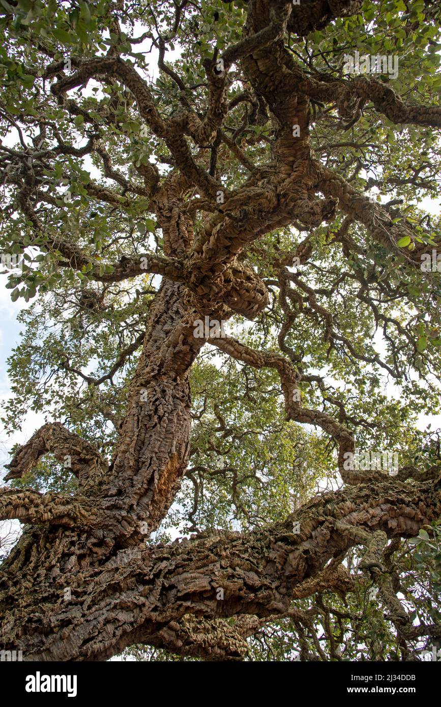 View on Fagaceae tree, Oak family, Quercus suber, Stock Photo