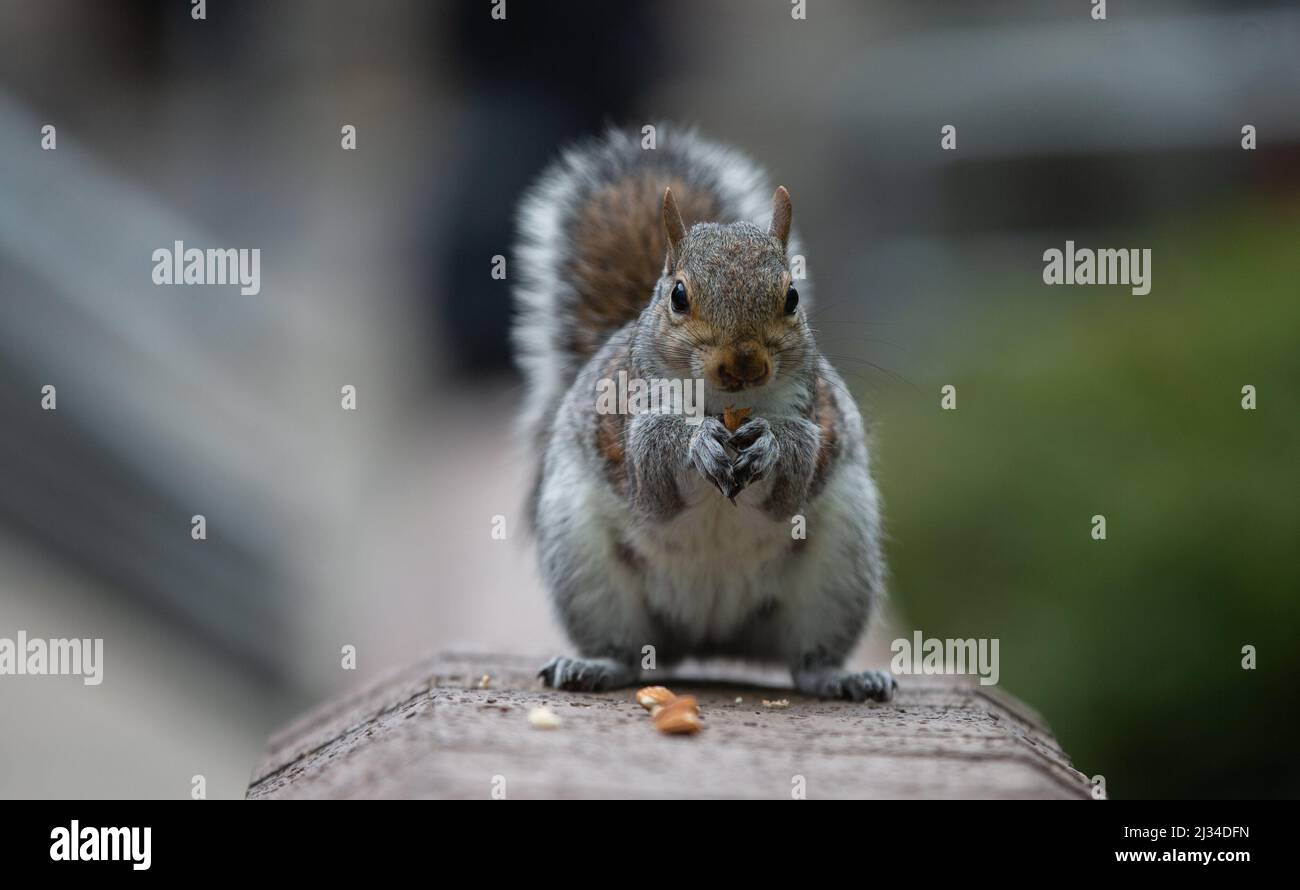 London, England, UK. 5th Apr, 2022. A Squirrel is seen eating a nut outside Southwark Crown Court in London. (Credit Image: © Tayfun Salci/ZUMA Press Wire) Stock Photo