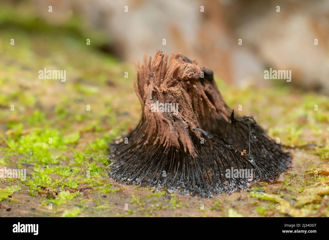 Stemonitis slime mould growing on wood Stock Photo