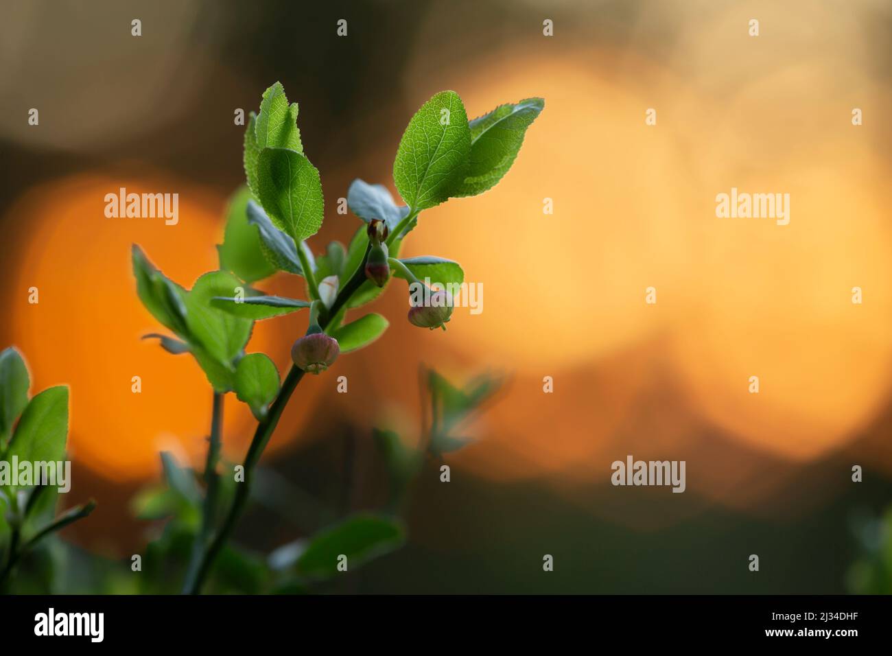 Blueberry sprigs, Vaccinium myrtillus in sunset, early summer Stock Photo