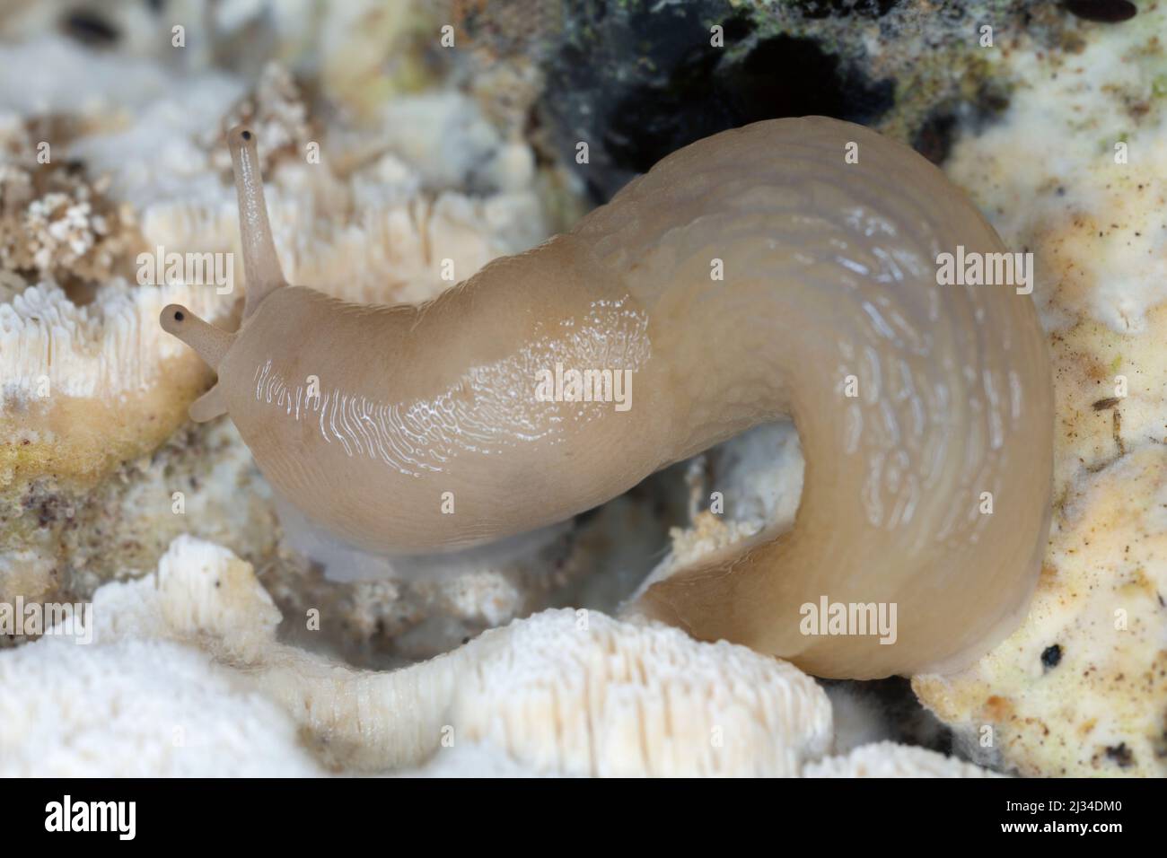 Lemon slug, Malacolimax tenellus feeding on fungus, macro photo Stock Photo