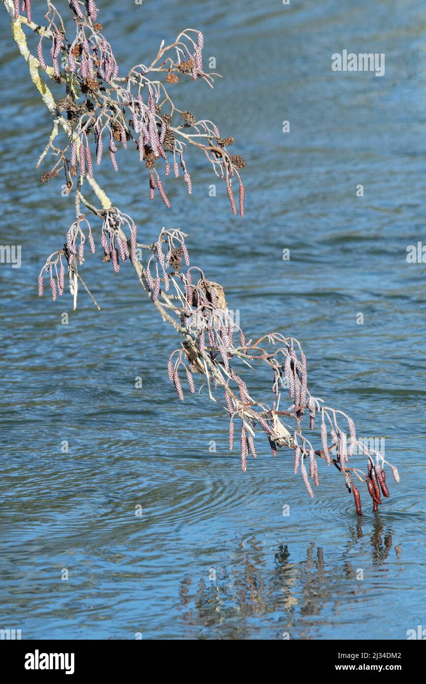 Common alder (Alnus glutinosa) male and female catkins developing on a branch overhanging a river, Wiltshire, UK, January. Stock Photo