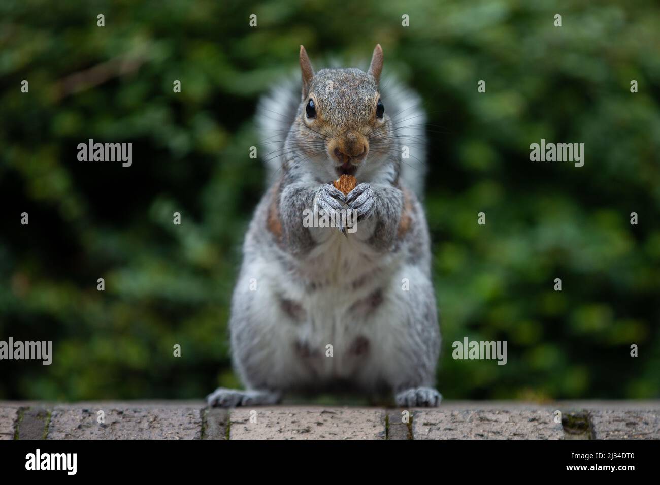 London, England, UK. 5th Apr, 2022. A Squirrel is seen eating a nut outside Southwark Crown Court in London. (Credit Image: © Tayfun Salci/ZUMA Press Wire) Stock Photo