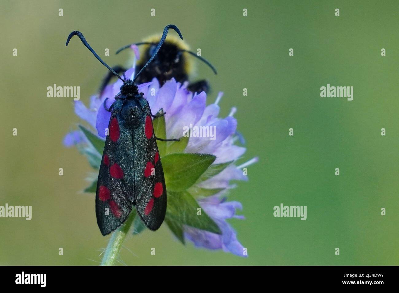 Bumblebee sneaking on narrow-bordered five-spot burnet Stock Photo