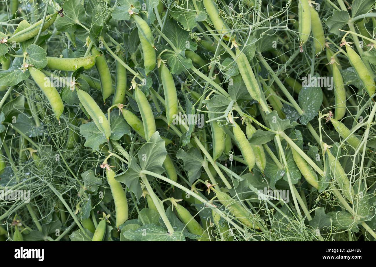 Nette Yellow field peas  'Pisum sativum' maturing, tendrils,  Alaska. Stock Photo