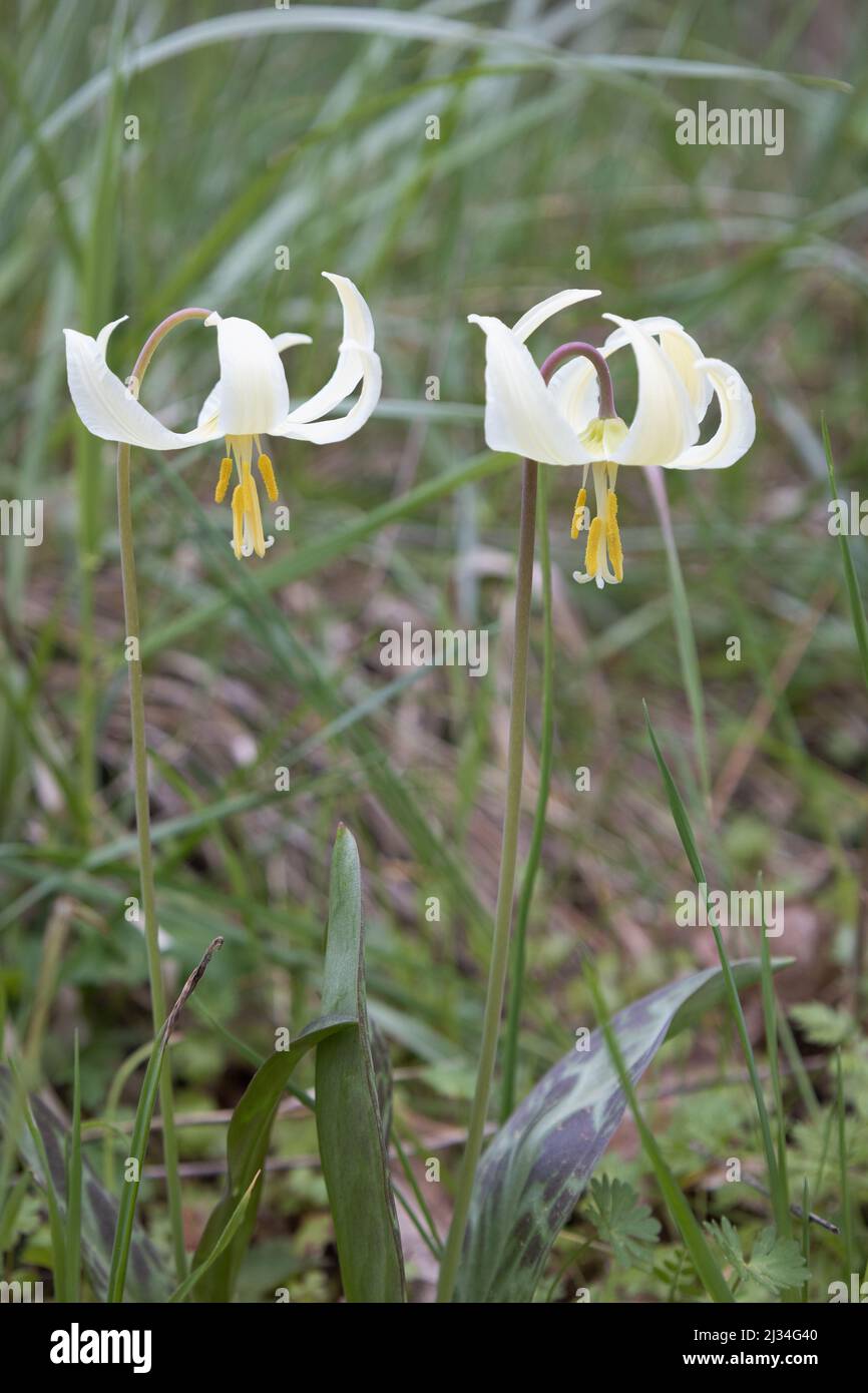 Erythronium oregonum - giant white fawn lily. Stock Photo