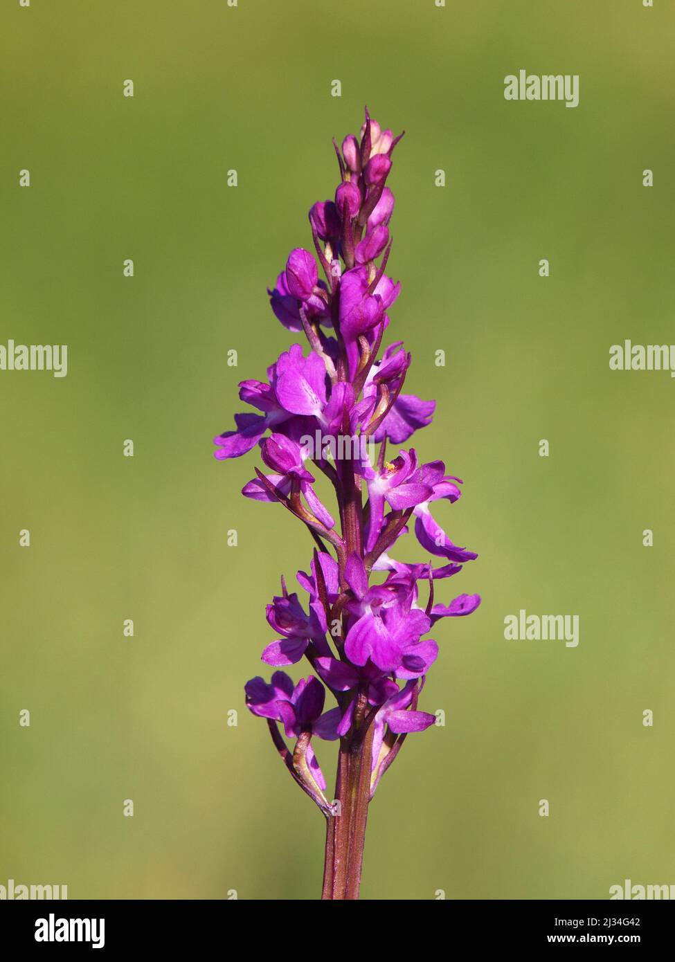 Purple flower of Elegant marsh orchid, Orchis palustris ssp. Elegans Stock Photo