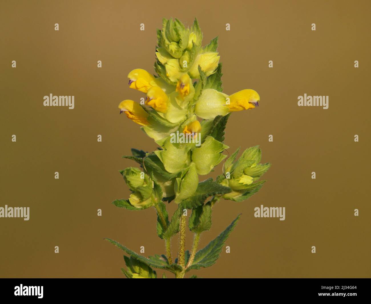 Garden yellow rattle hi-res stock photography and images - Alamy