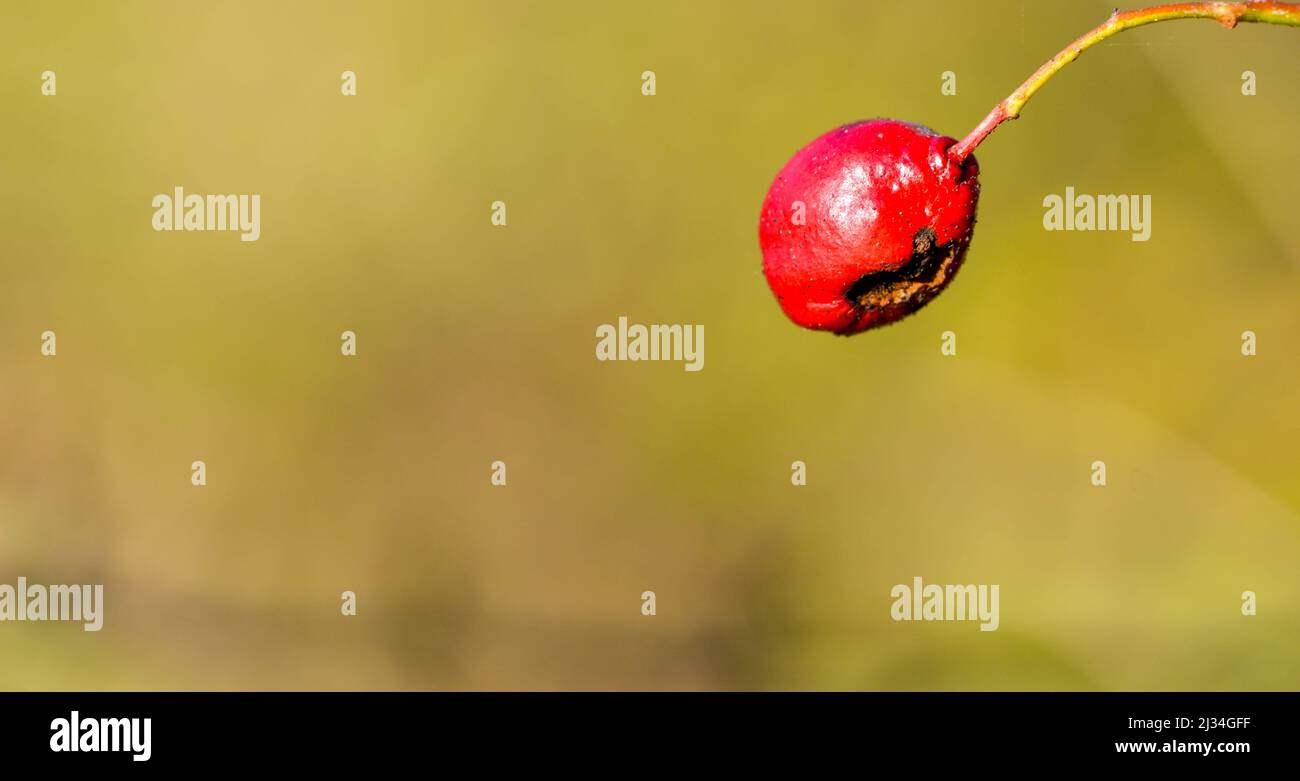 Red berry on a tree Stock Photo