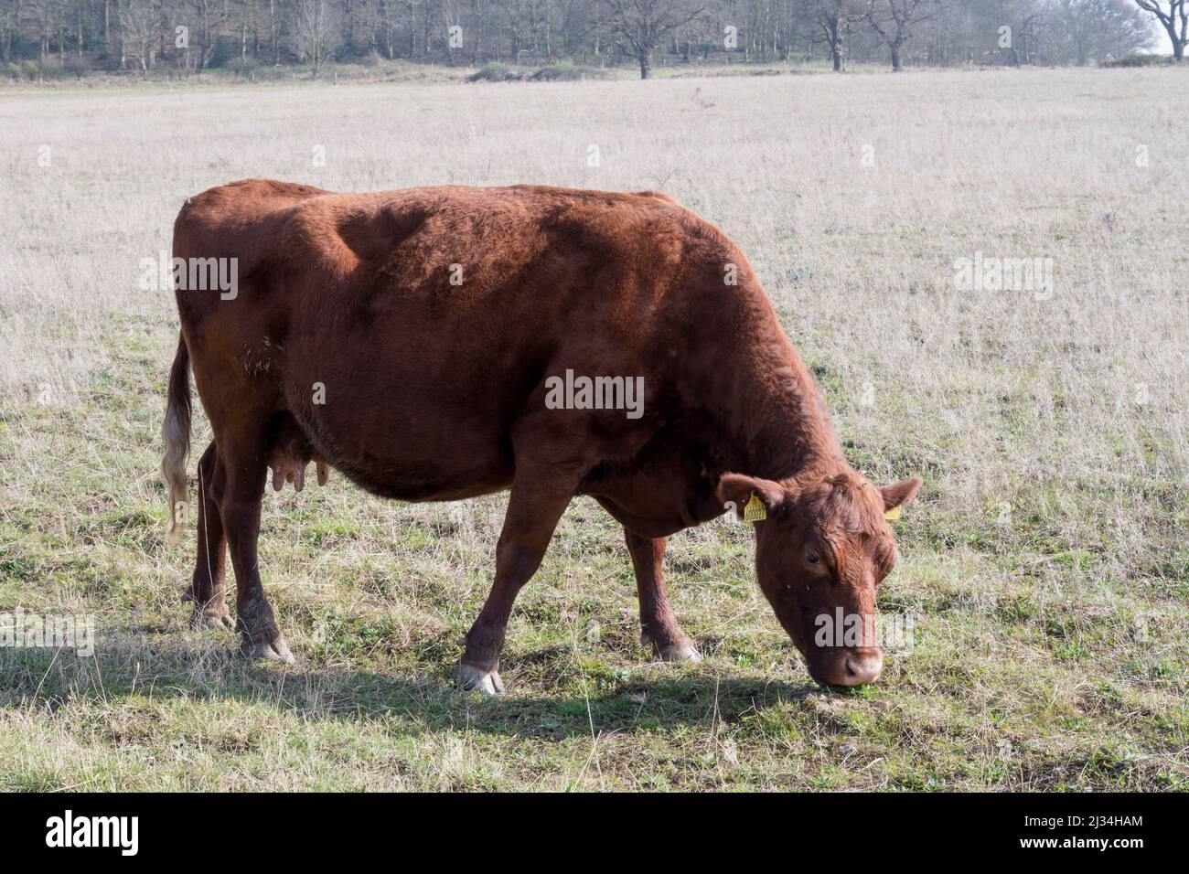 A red poll cow on a farm in Norfolk. Stock Photo