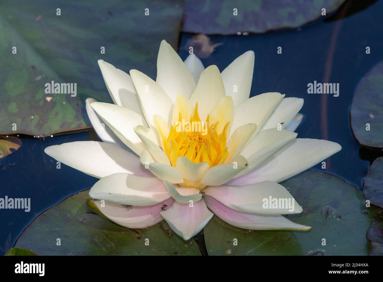Close up of a nymphaea marliacea chromatella water lily in bloom Stock Photo