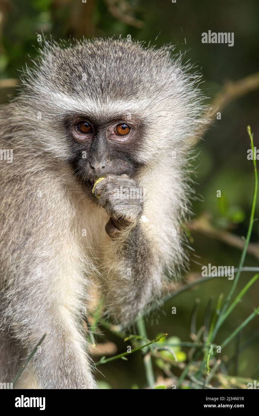 Vervet monkey, Addo Elephant National Park Stock Photo