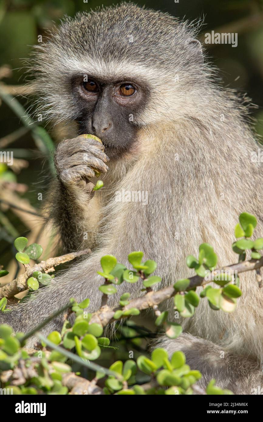 Vervet monkey, Addo Elephant National Park Stock Photo
