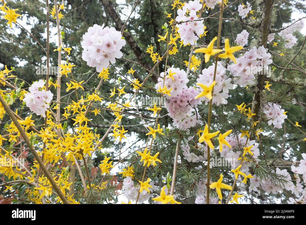 Forsythia × intermedia growing alongside cherry blossoms, in Eugene, Oregon, USA. Stock Photo