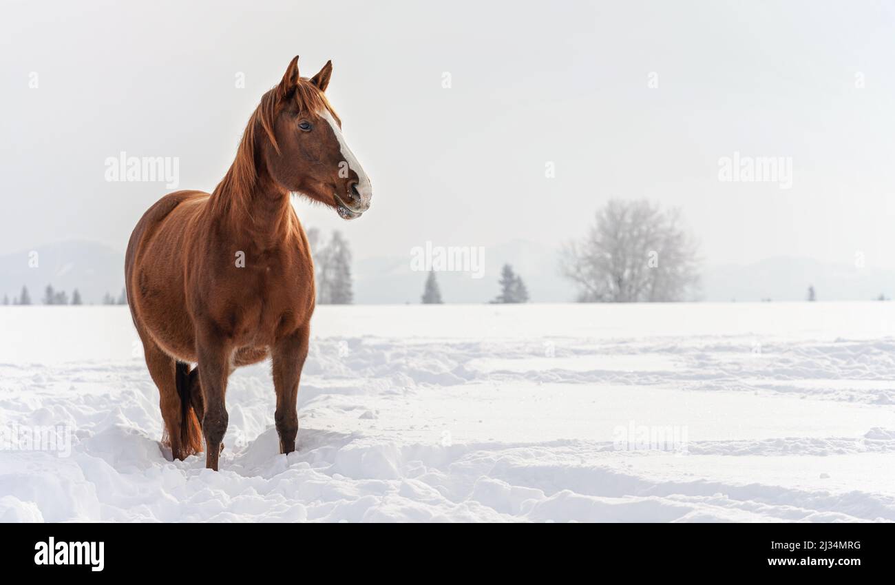 Dark brown horse wades on snow covered field, blurred trees in background, space for text left side Stock Photo