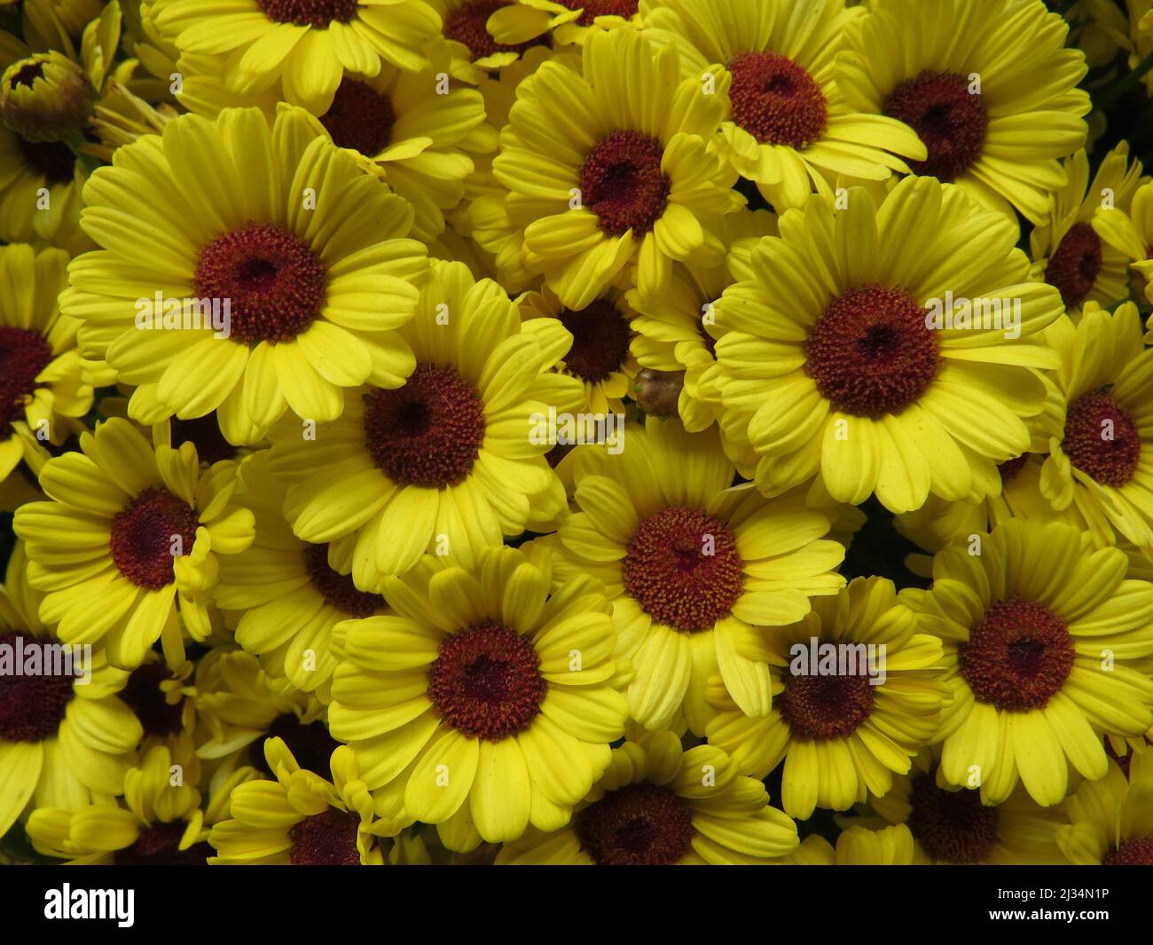 A closeup of yellow Grandaisy (Argyranthemum)  flowers Stock Photo