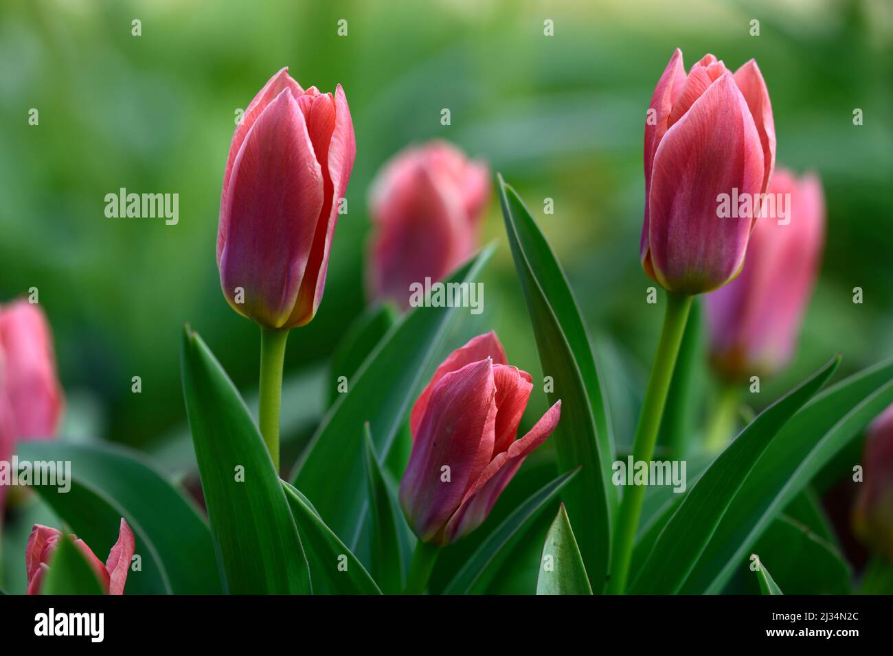 Tulip Shakespeare,Tulipa Shakespeare,dwarf Kaufmanniana Tulip,spring display,shades salmon orange and red flowers,golden yellow base,flowers,flowering Stock Photo