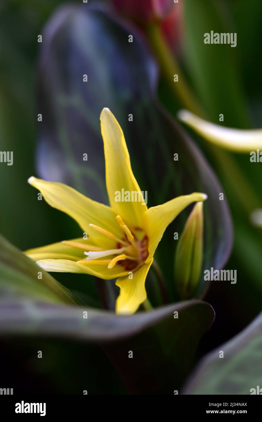 Erythronium sundisc,dog’s tooth violet, fawn lily,trout lily,spring,flowers,flower,flowering,yellow flowers,spring,flowers,flower,flowering,mottled fo Stock Photo