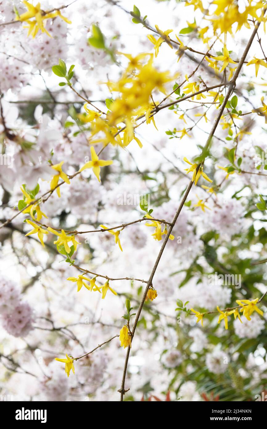 Forsythia × intermedia growing alongside cherry blossoms, in Eugene, Oregon, USA. Stock Photo