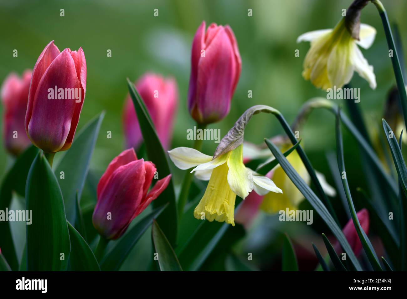 narcissus w p milner, narcissus wp milner,Miniature Narcissus,Miniature Narcissi,Pale yellow changing to creamy white flowers,pale yellow flower,Tulip Stock Photo