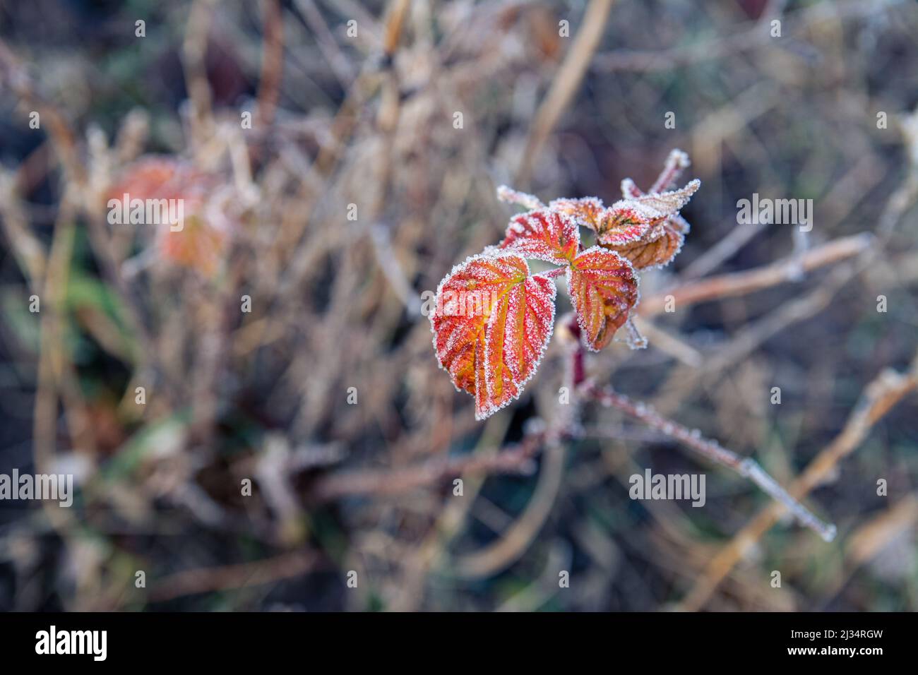 Red Raspberry Stems Winter Iced red autumn raspberry leaf. Raspberry leaf in frost. Selective ...