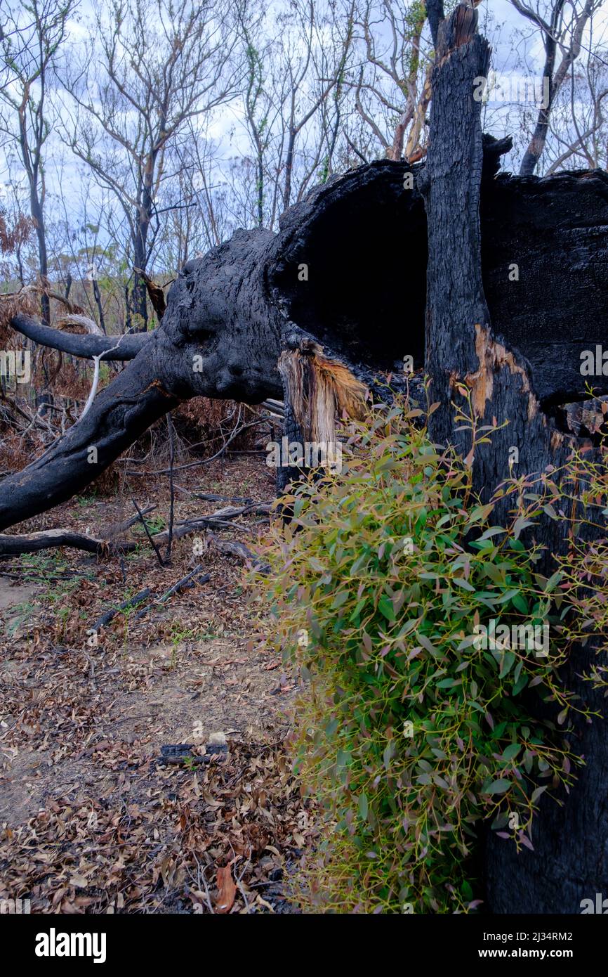 A vertical shot of fallen trees after devastating bushfires in Sydney ...