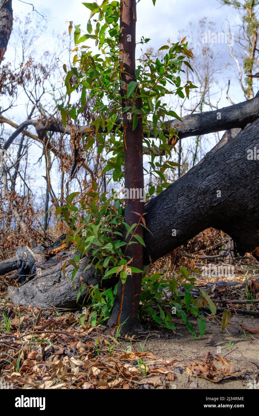 A vertical shot of fallen trees after devastating bushfires in Sydney ...