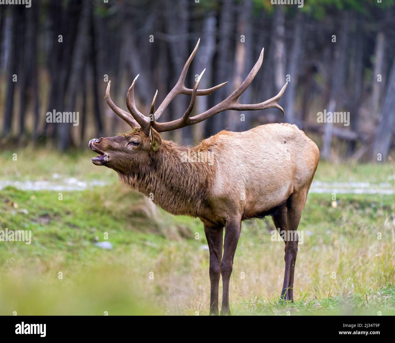 Elk male animal in the forest in the mating hunting season and making a bulge call, displaying open mouth, antlers in its environment and habitat surr Stock Photo