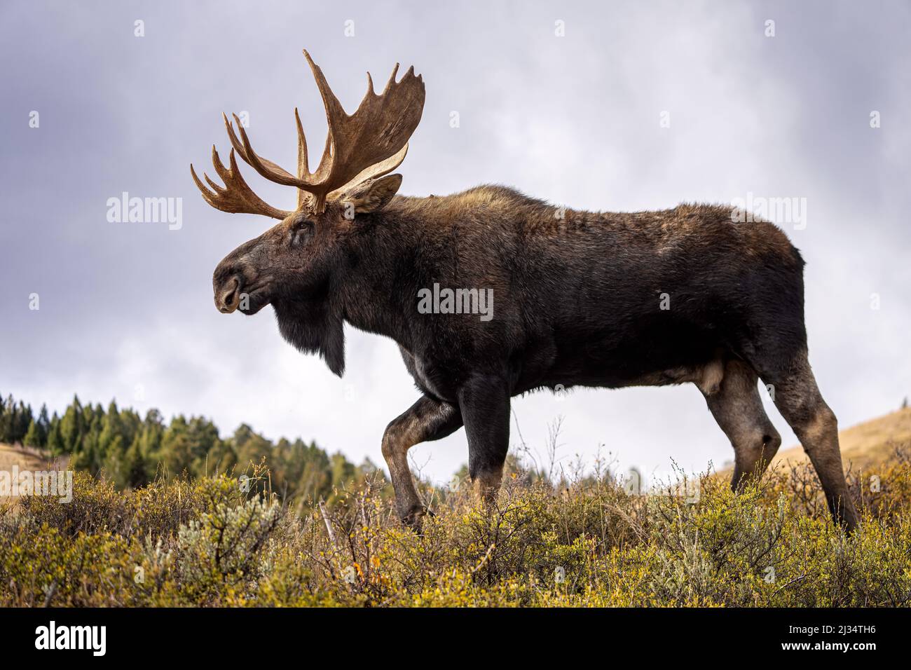 Bull Moose Stock Photo