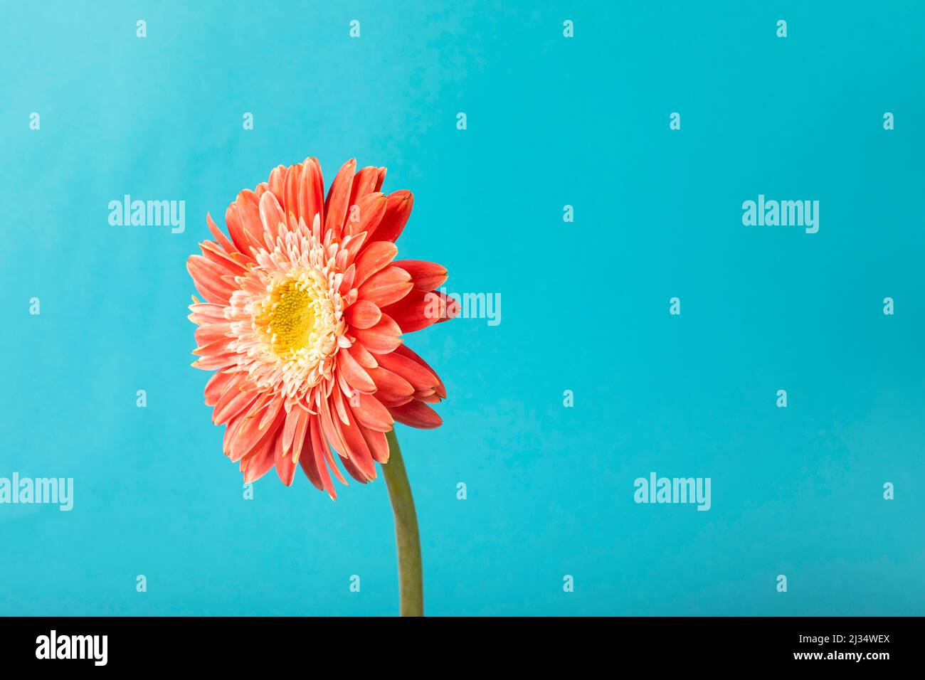 Single gerbera daisy flower on the blue background. Orange gerbera
