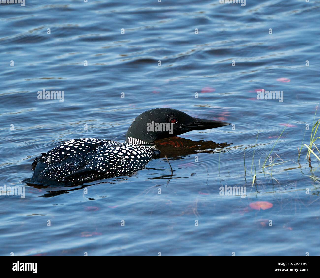 Loon close-up profile side view swimming in the lake in its environment and habitat, displaying red eye, white and black feather plumage. Stock Photo