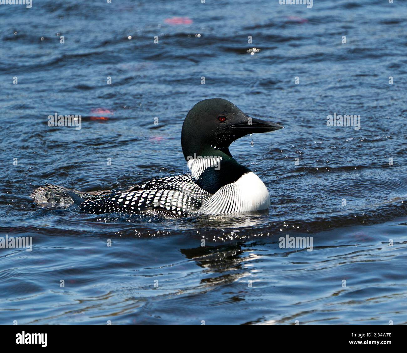Loon close-up profile side view swimming in the lake in its environment and habitat, displaying red eye, white and black feather plumage. Stock Photo