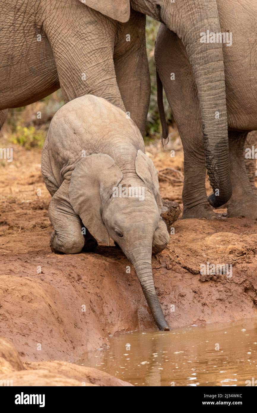 Cute elephant calf trying to drink water with its little trunk, Addo Elephant National Park Stock Photo