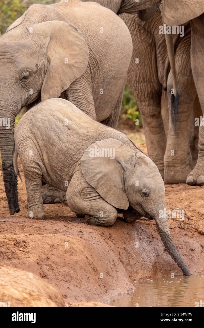 Cute elephant calf trying to drink water with its little trunk, Addo Elephant National Park Stock Photo