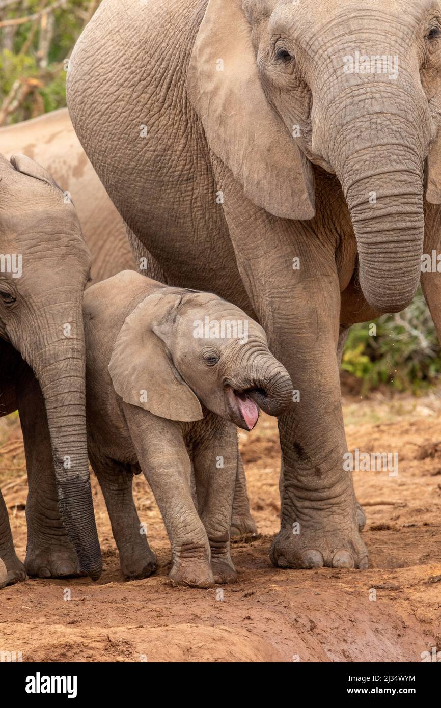 Cute elephant calf trying to drink water with its little trunk, Addo Elephant National Park Stock Photo