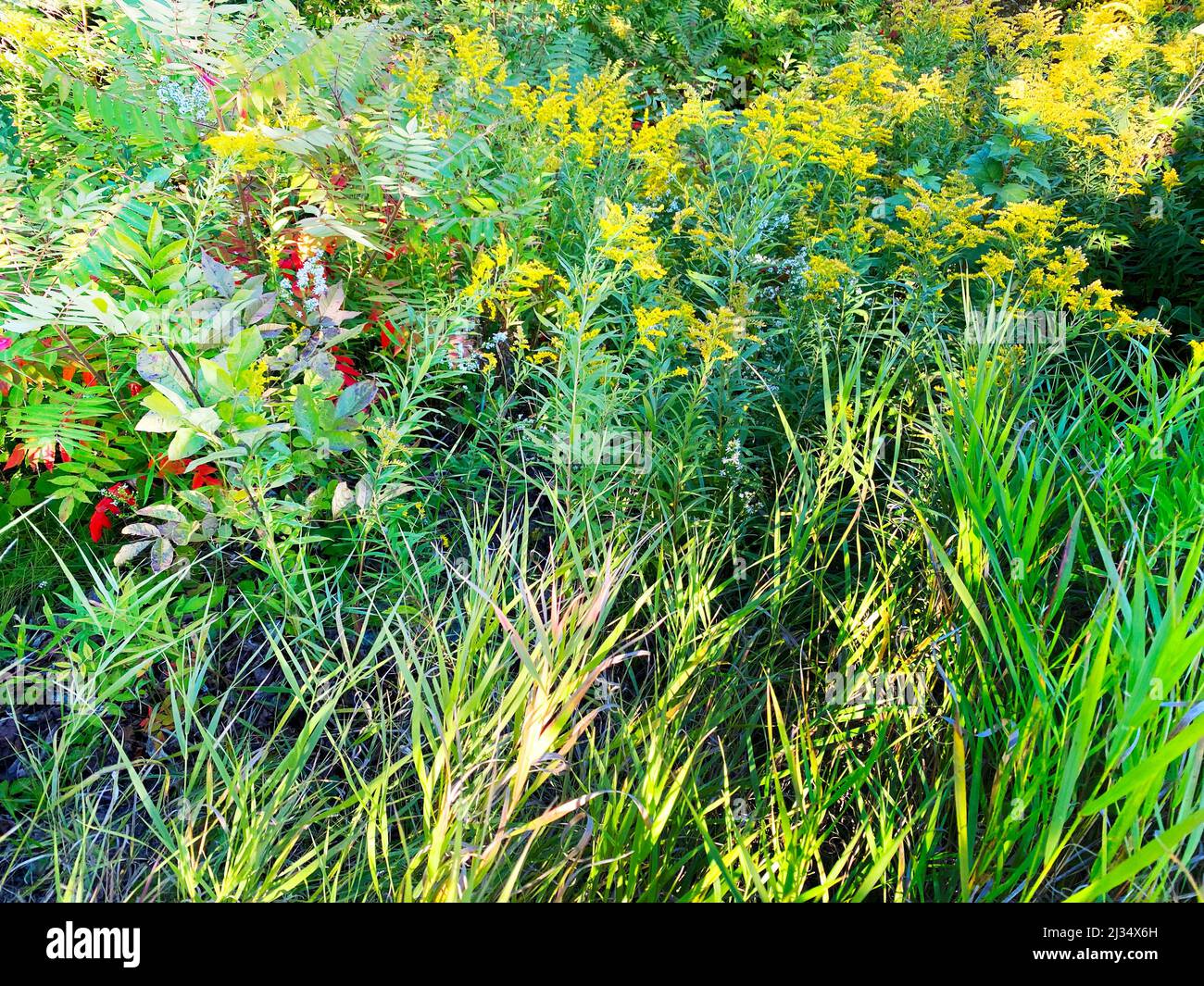 Flower Reverve a bright sunny afternoon wild flowers nature reserve hiking trail ...