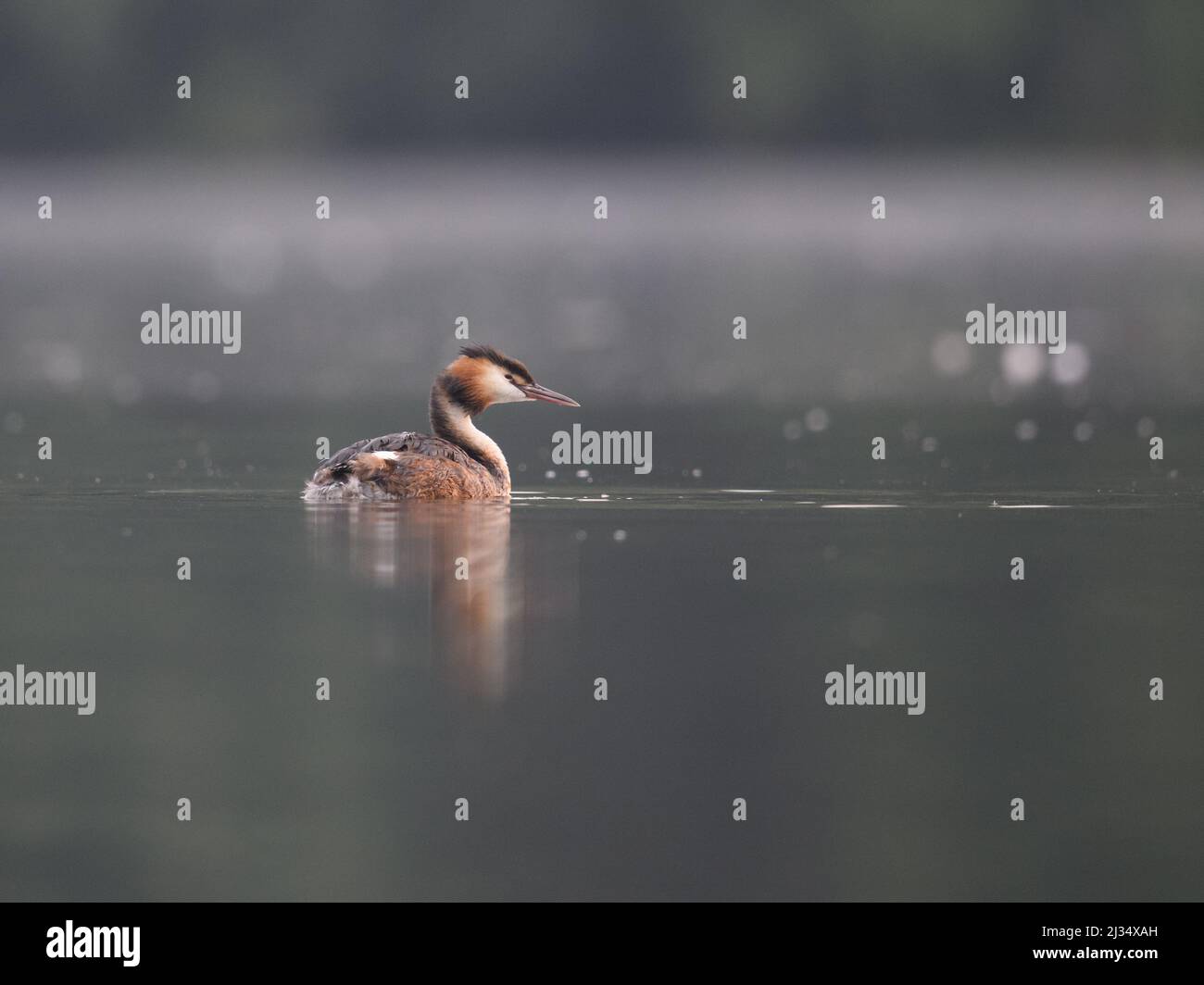 A selective focus shot of a grebe floating in the lake Stock Photo