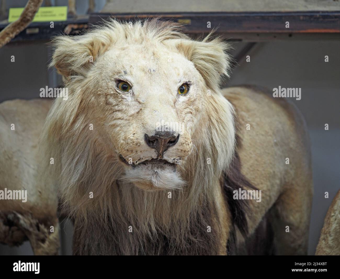 Lion, carnivorous mammals of felines. Exposition of the Zoological Museum. Big cats of the wild. Stock Photo