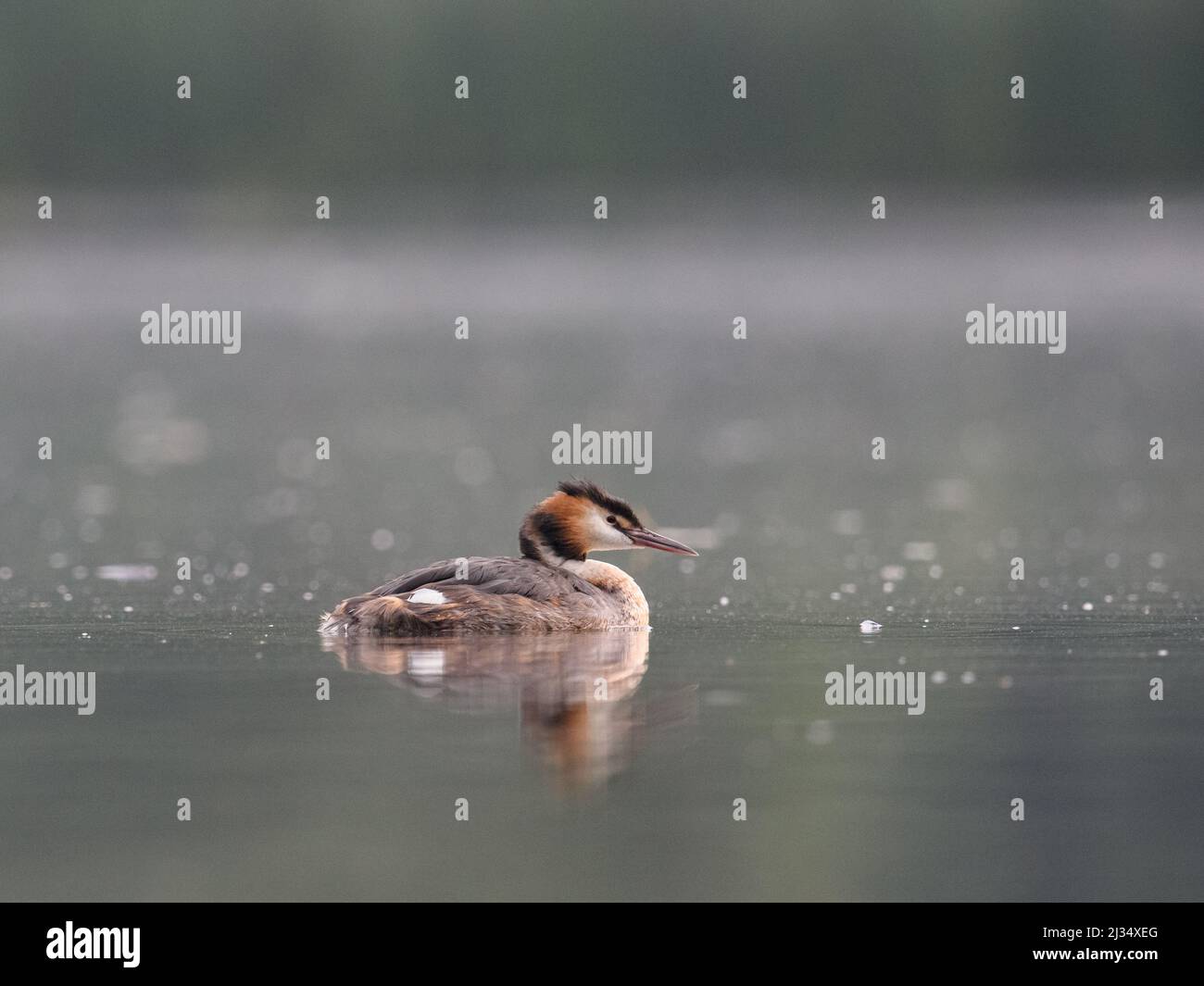 Selective focus shot of a grebe (podiceps major) floating in the lake Stock Photo