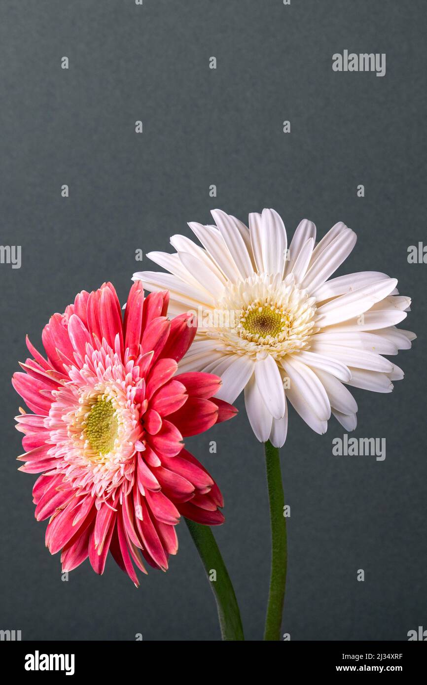 Two pink gerbera daisies hires stock photography and images Alamy