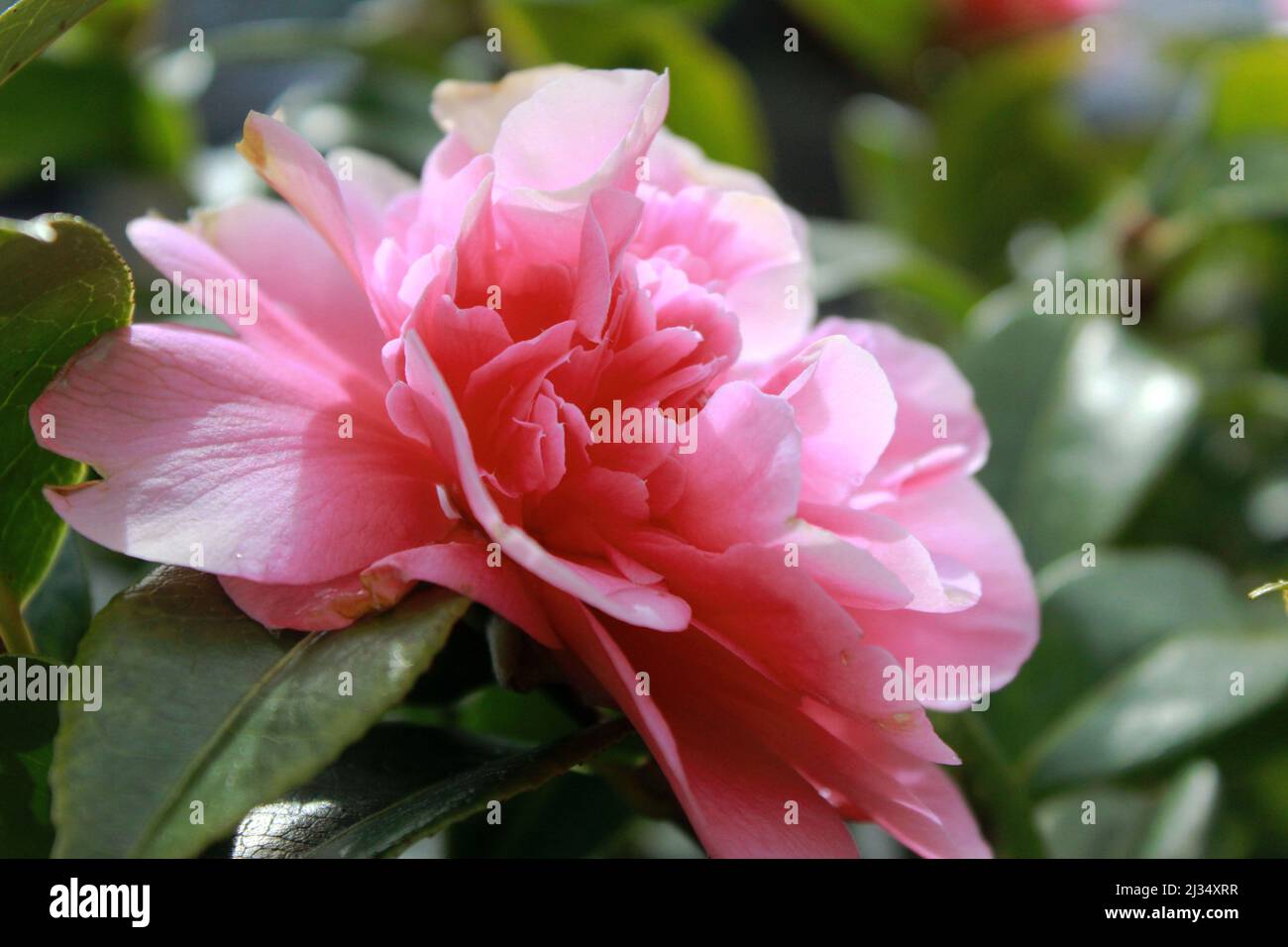 Flowerphoto hi-res stock photography and images - Alamy