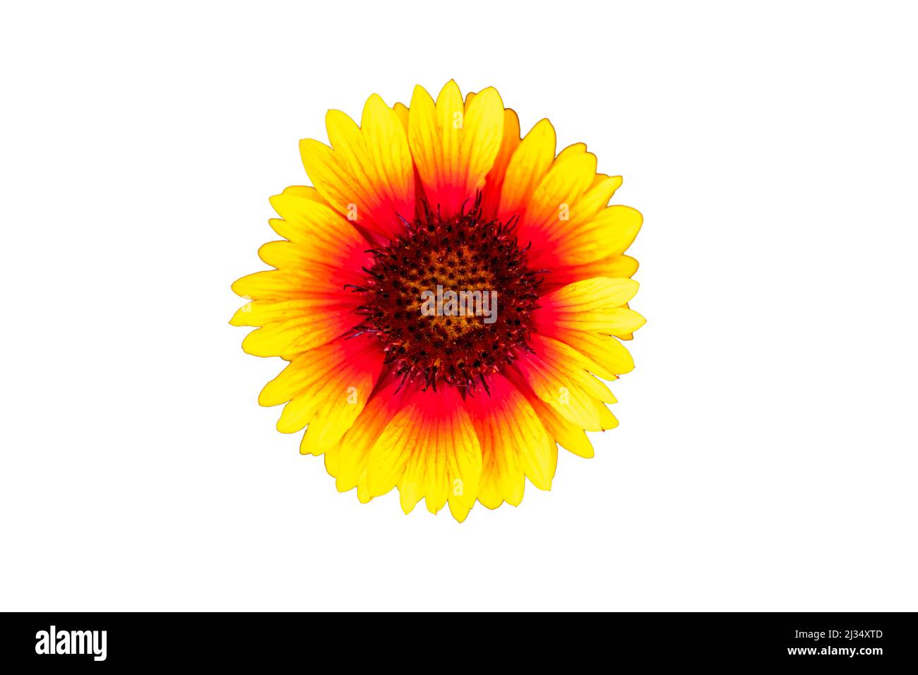 Beautiful, yellow and red blanket flower bloom, cutting out images Stock Photo