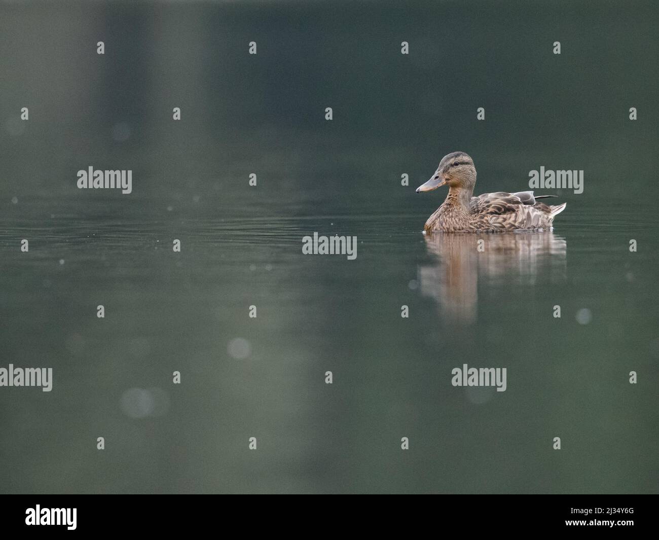 Selective focus shot of a grebe (podiceps major) floating in the lake Stock Photo