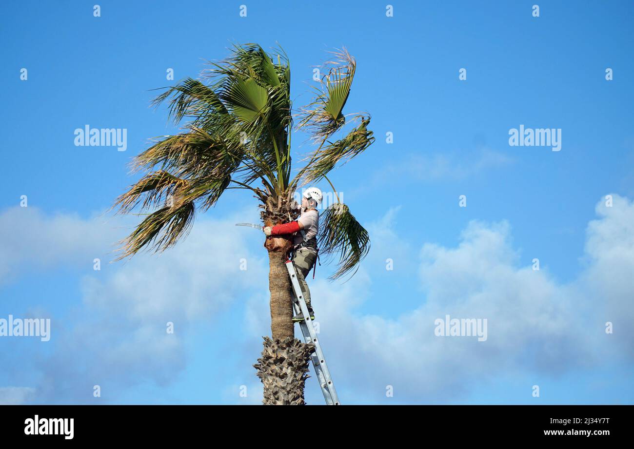 Man at top of ladder trimming Palm tree against Blue sky. Stock Photo