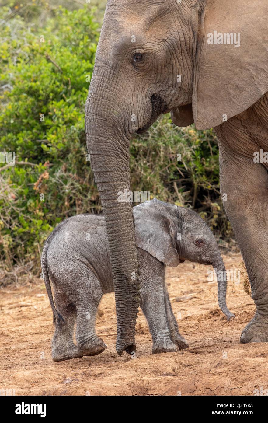 Cute elephant calf, Addo Elephant National Park Stock Photo