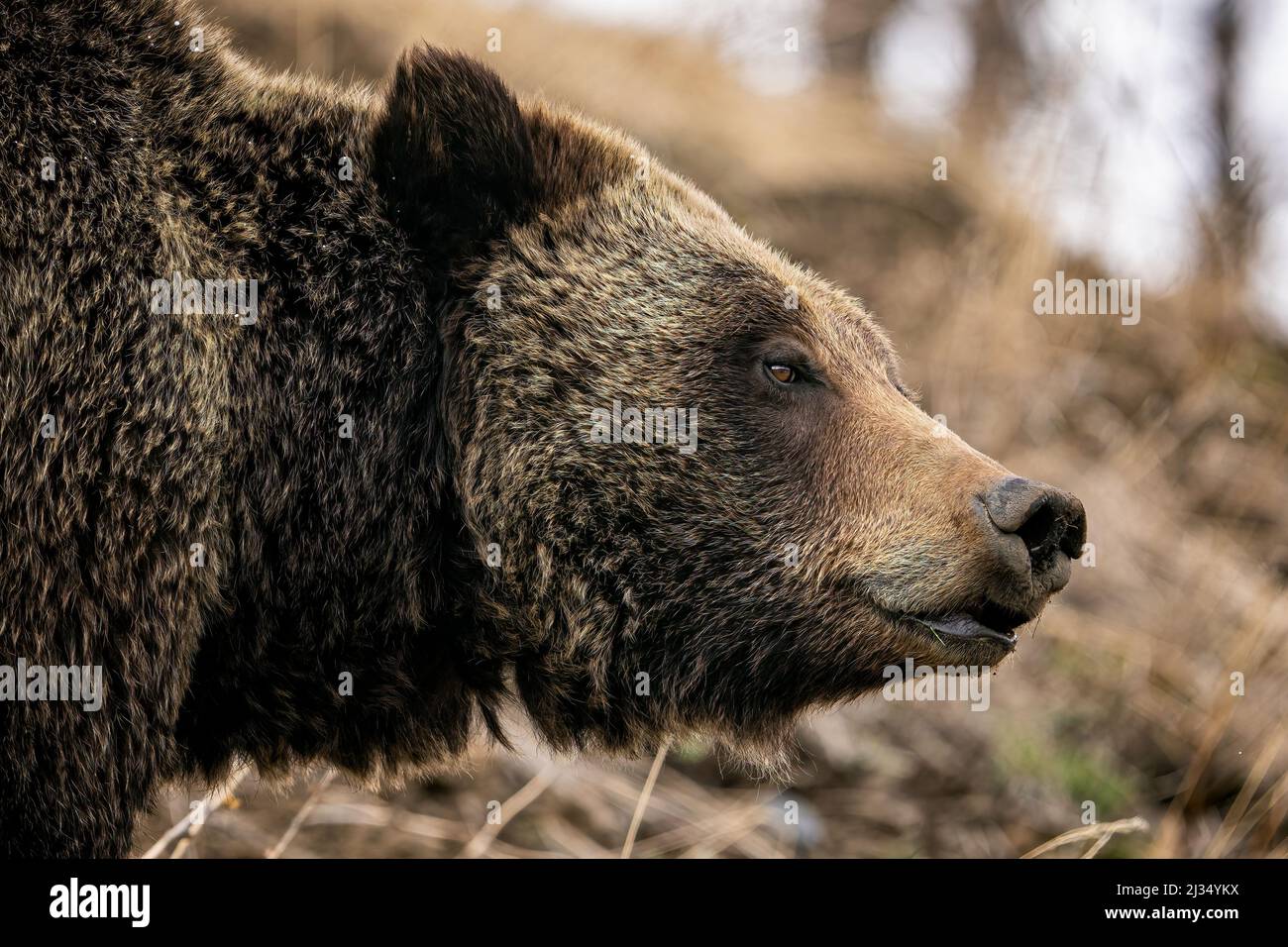 Grizzly Bear Stock Photo