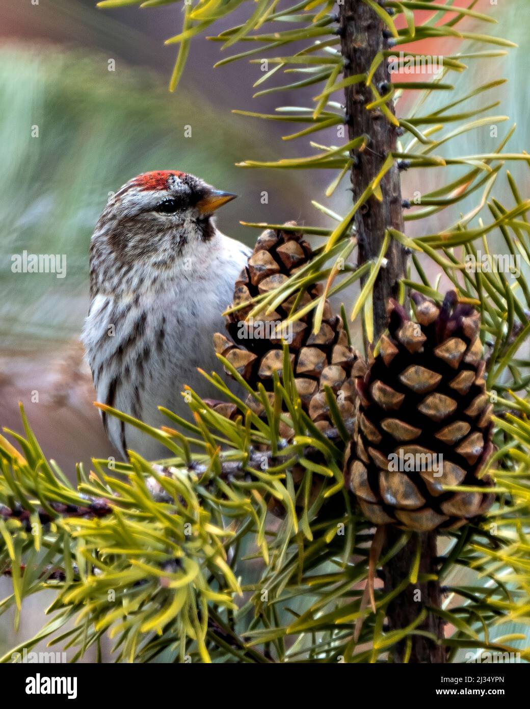 Red poll close-up profile view, perched on a pine branch with  pine cones and blur background in its environment and habitat surrounding. Stock Photo