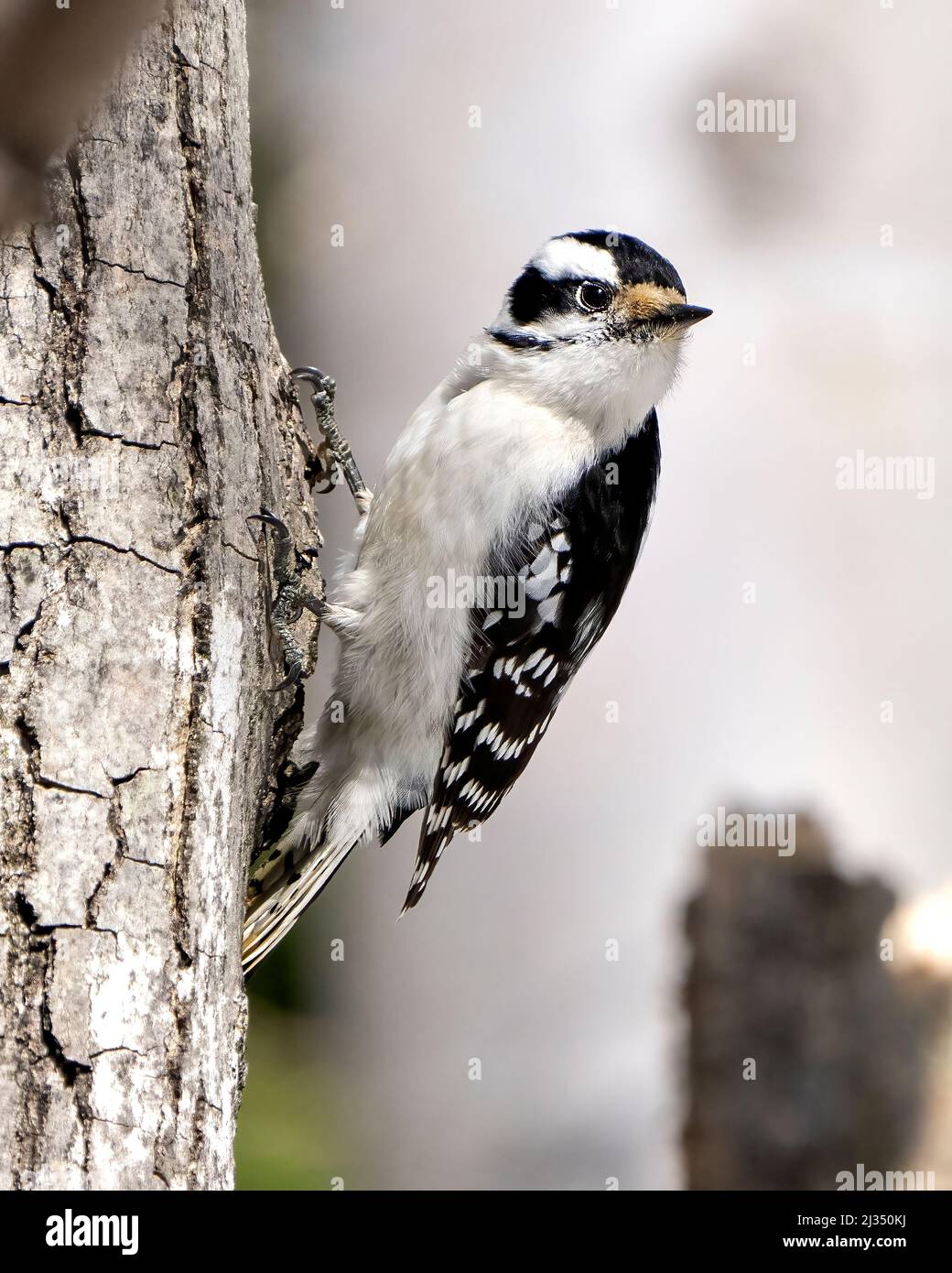 Downy Woodpecker male on a tree trunk with a blur background in its environment and habitat surrounding displaying white and black feather plumage. Stock Photo